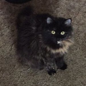 Meet your Posher, Caitlyn